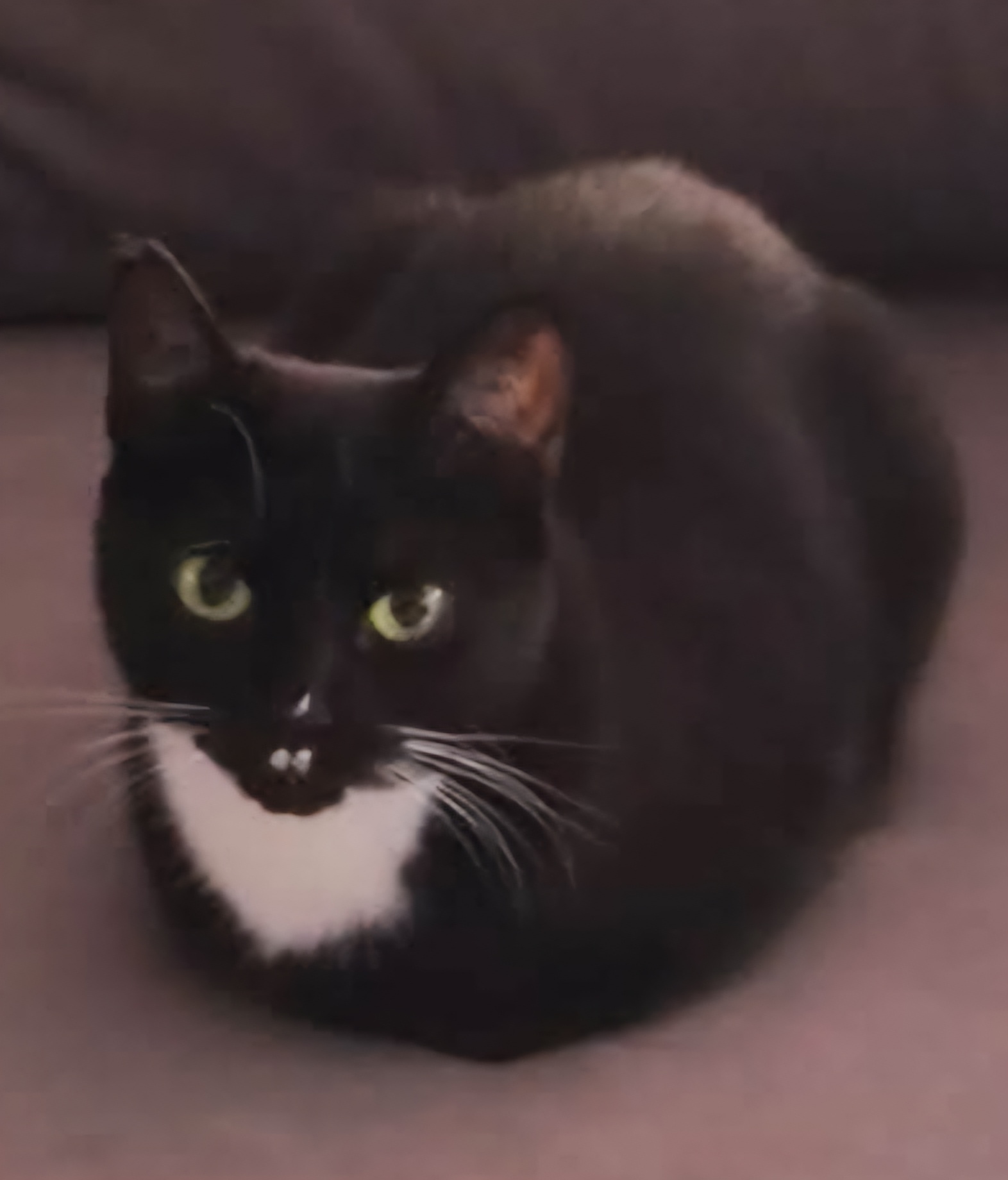Daisy søger sit for evigt‑hjem!